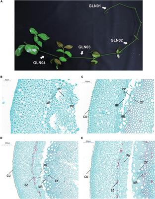 Comparative Analyses of Full-Length Transcriptomes Reveal Gnetum luofuense Stem Developmental Dynamics